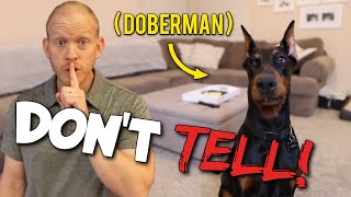 15 Things Only a Doberman Owner Understands [upl. by Leann]