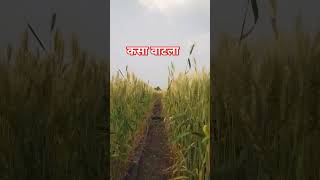 yad lagla shortsfeed ytshorts sairat shetkari [upl. by Attenauq]