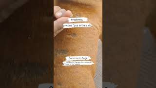 Pyoderma in Dog Breed veterinarypetshala shortfeed shorts viralshort viral dogs doglover [upl. by Ytomit]