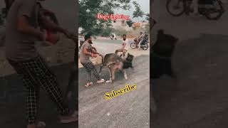 dogs fighting doglover viralshort animals [upl. by Amelia804]