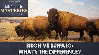 Bison vs Buffalo Whats the Difference [upl. by Ecirtahs]