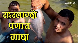 यति सानो पोखरीमा यति धेरै पँगास बैखा माछाहरु  दोस्रो लट विक्रि  pangasfish [upl. by Berg]