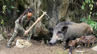 Breathtaking Explore the Wild Boar Territory and the Wild Boar Trap Scene Full Video [upl. by Ani]