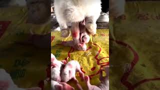 rabbits giving birth 😍rabbit rabbitgivingbirth shorts short tranding [upl. by Hctim510]