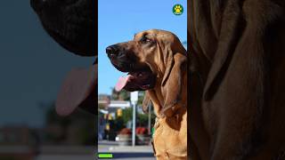 BloodHound 🐶 The Incredible Scent Hound 21100 PawsomeDogs [upl. by Marcela935]