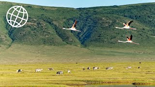 Ngorongoro Crater amp Conservation Area Tanzania Amazing Places 4K [upl. by Atinuaj]