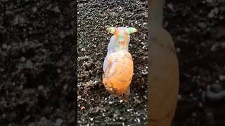 Creepy Parasite Turns Snails 🐌🪱 Into Disco Zombies animals insects snail [upl. by Rondi]