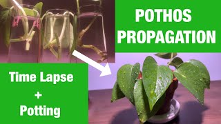 PROPAGATION TIME LAPSE  POTTING  POTHOS [upl. by Ellimaj414]