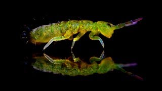 Springtails in Aquariums  The Best Fish Food [upl. by Odlanier]