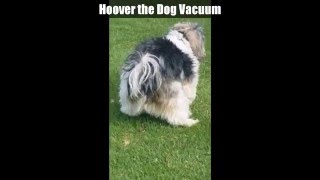 Hoover the Dog Poo Vacuum [upl. by Nepean610]