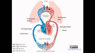 Pulmonary and Systemic Circulation [upl. by Enayr]