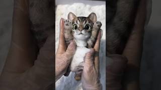 cats sticky toy cast in foam shortsvideo [upl. by Welsh]