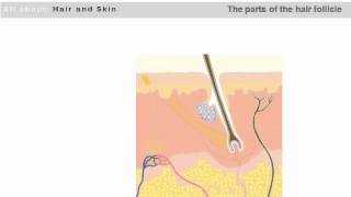 The Basic Structure of the Hair Follicle and Skin [upl. by Yellat]