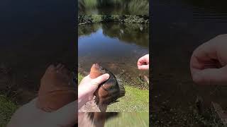 Huge Cichlid In Miami Pond fishing miamifishing miami tropical tropicalfish freshwater [upl. by Raphaela958]