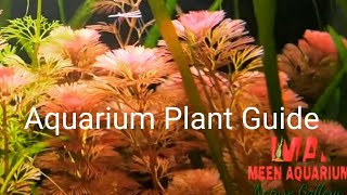 Aquarium Plant Guide  Cabomba piauhyensisFurcata [upl. by Nickolai]