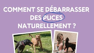 Comment se Débarrasser des Puces Naturellement [upl. by Gaut]