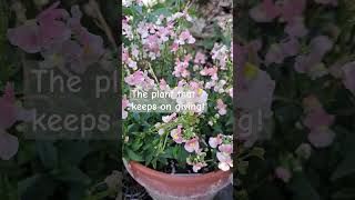 Nemesia  The plant that just keeps going gardening nemesia flowers summer garden plants bosh [upl. by Gifferd478]