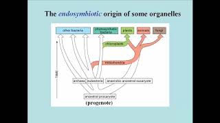 105 EndosymbiosisMitochondria and Chloroplasts [upl. by Aidualc]