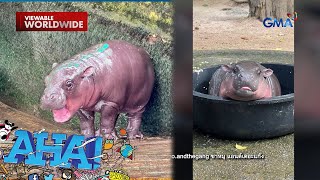 Meet Moo Deng the very cutesy pygmy hippo  AHA [upl. by Lunette]