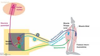 Lintégration des messages nerveux par le motoneurone en schéma [upl. by Mercier]