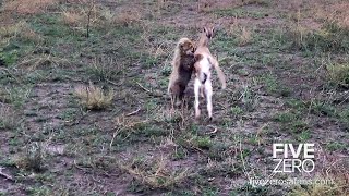 Baby Cheetah vs Baby Gazelle [upl. by Eamanna]