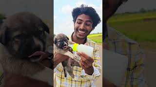 चलती🏍️गाड़ी में kutta🐶बनना funny dog new [upl. by Budwig924]