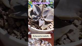 Echeveria rodolfi🥰🌱 [upl. by Colville]