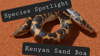 Species Spotlight  Kenyan Sand Boa [upl. by Nerhtak319]