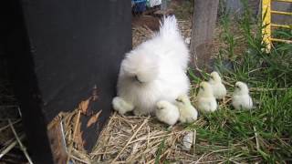 9 Silkie chicks hide under one hen [upl. by Sheng]