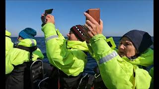 Whale watching Andenes Norway Whale2Sea [upl. by Nazarius]