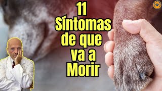 🆘 11 SINTOMAS QUE HACEN LOS PERROS CUANDO ESTAN A PUNTO DE MORIR 🆘 [upl. by Ellehsyt]