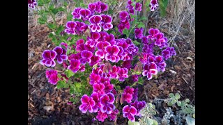 Pelargonium Veronica Contreras care [upl. by Petrie390]