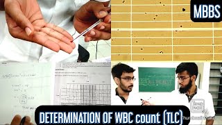 Determination of WBC count TLC Total leucocyte count  MUHS  mbbs practical hematology [upl. by Cletus]