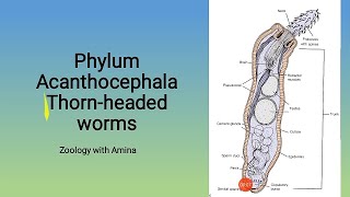 Phylum Acanthocephala  Thornheaded worms  Morphology Anatomy and life cycle of Acanthocephalans [upl. by Attenweiler]