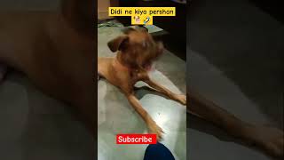 Didi ne kiya pershan Mastiff  treading dog  viral dog  shortfeed ytshort  doglover comedy dog [upl. by Etaner810]