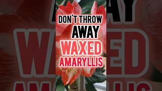 HOW TO Take Care of Amaryllis  Can you save an amaryllis bulb dipped in wax [upl. by Einnov207]