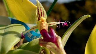 Bulbophyllum putidum [upl. by Oravla]