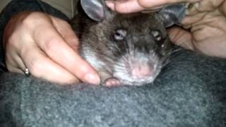 Gambian Pouched Rat [upl. by Amuwkuhc]