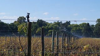 Senningers XcelWobbler Irrigating Blueberries in Florida [upl. by Frydman984]