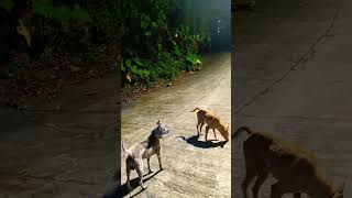 Two aspin dogs fighting over mating rights cebucity askal aspin straydogs matingseason [upl. by Chretien]