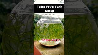 💥Tetra Frys Tank Setup🔥guppyfishfarming fish aquaculture tamil shorts viralvideo [upl. by Longerich336]