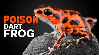 DEADLY Secrets of POISON Dart Frogs [upl. by Javler]