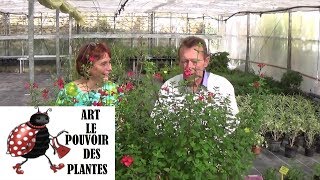 chaine tv de Jardinage sauge microphylla Comment faire une Bouture Plante vivace [upl. by Belldame]