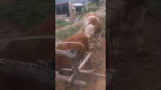 Record the daily life of cattle breeders Camel 452 [upl. by Lightman]