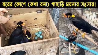 কথা বলা পাহাড়ি ময়না পাখি দম্পতির জীবন কাহিনী  Bird Story 163  The life story of Hill Myna Bird [upl. by Ziguard]