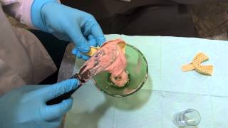 Taking an Awesome Alginate Impression [upl. by Korwin]