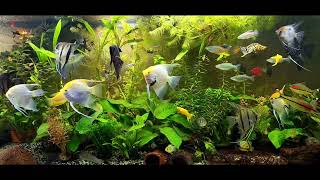 angelfish community tank [upl. by Barbie]