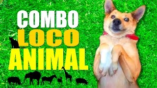 COMBO LOCO ANIMAL [upl. by Kinelski]