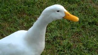 Curious Quackers  Duck Sounds [upl. by Aret]