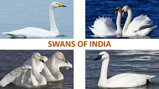 Swans of India 🦢 🇮🇳  Birds  Indian Birds [upl. by Gavrielle]